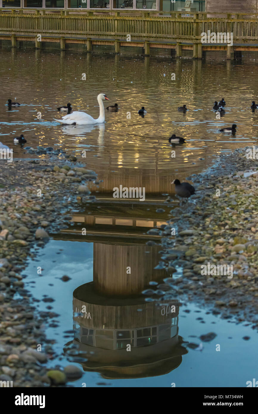 Mute Swansd in Slimbridge Stockfoto