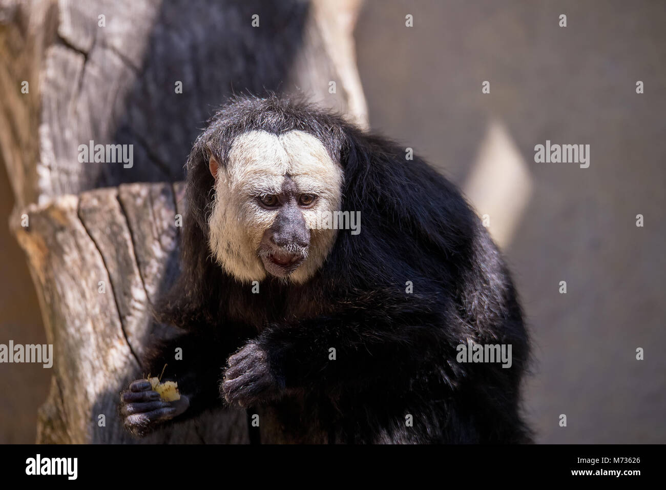 Pithecia pithecia, wie Golden-face Saki Affen bekannt Stockfoto