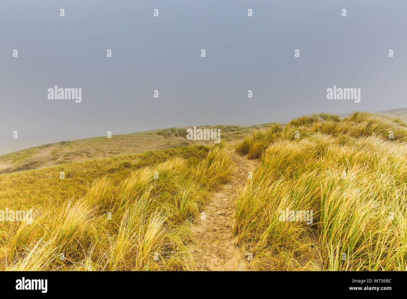 Dünenlandschaft im Winter an der niederländischen Küste bei IJmuiden mit Vegetation des Marram Gräser im Herbst Farben gegen einen Hintergrund mit dichtem Nebel Stockfoto