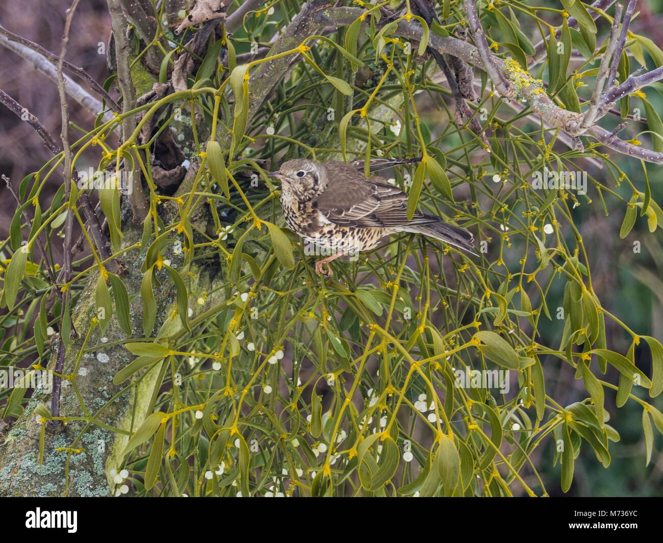 Mistle thrush Turdus viscivorus, Fütterung auf die Mistel Beeren, England, März Stockfoto