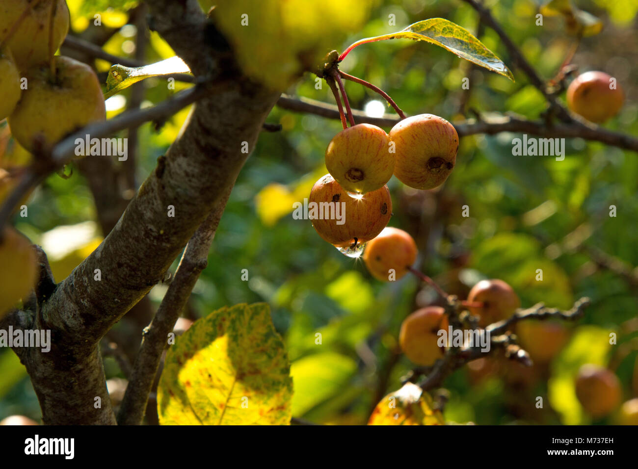 Wassertropfen auf Holzäpfel. Stockfoto