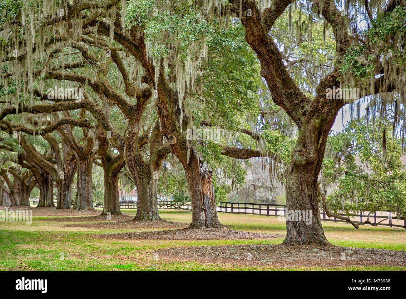 Eichen an der Boone Hall Plantation, Charleston, South Carolina Stockfoto