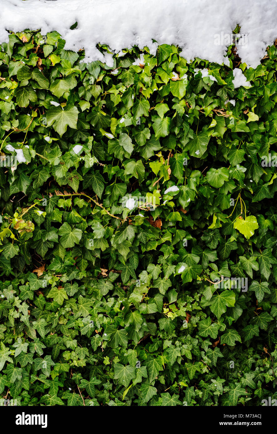 Hedra (Efeu) Hedge mit Schnee auf der Oberseite. Stockfoto