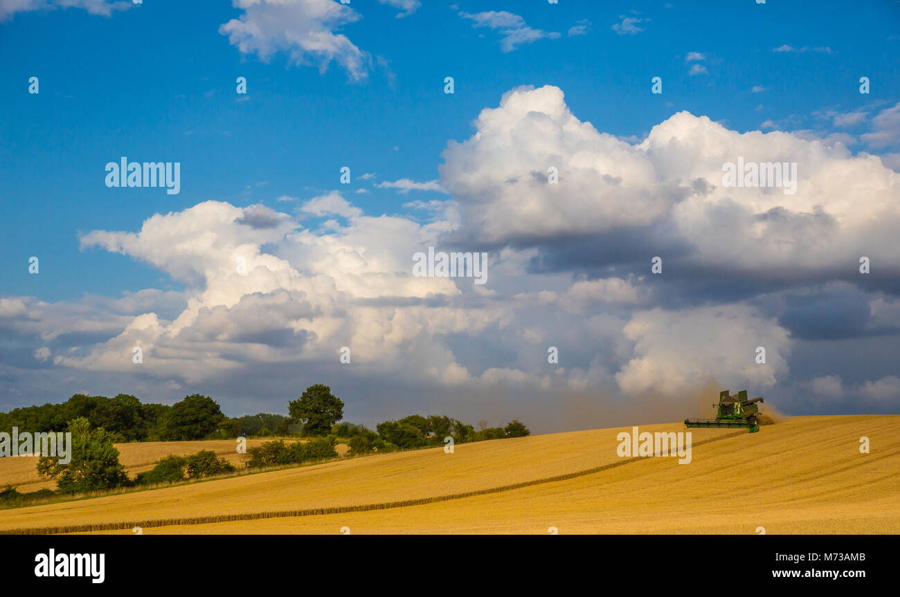 Englisch Weizen Ernte mit Mähdrescher, einem stürmischen Himmel im Hintergrund Stockfoto