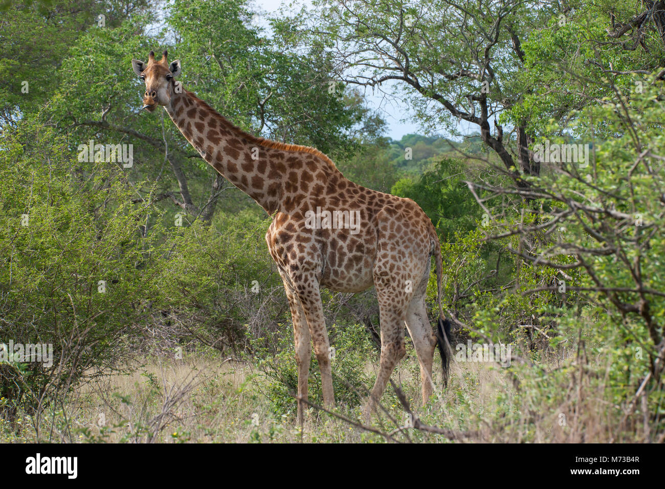 Kruger National Park, Mpumalanga, Südafrika Stockfoto
