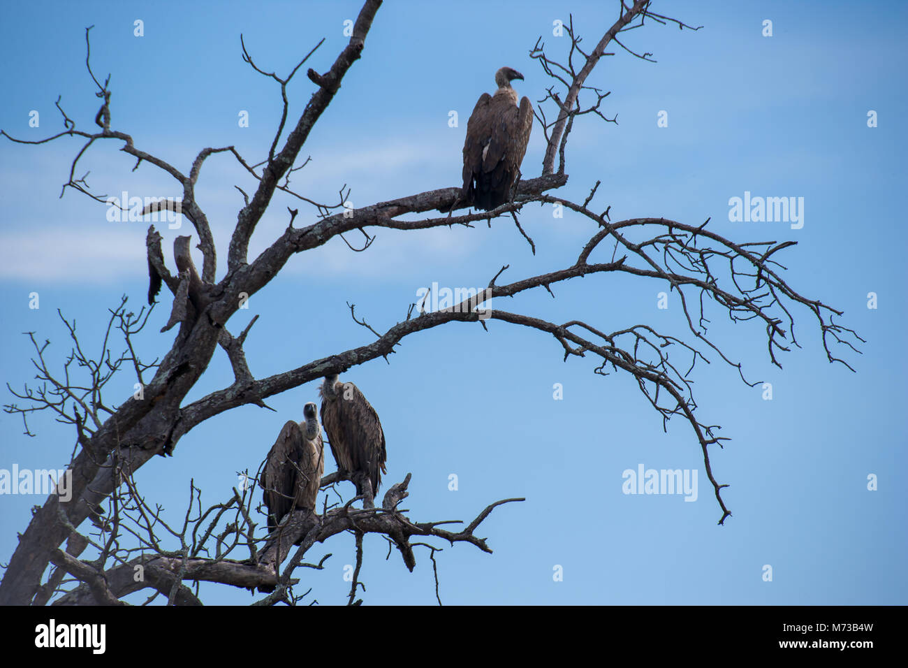 Kruger National Park, Mpumalanga, Südafrika Stockfoto