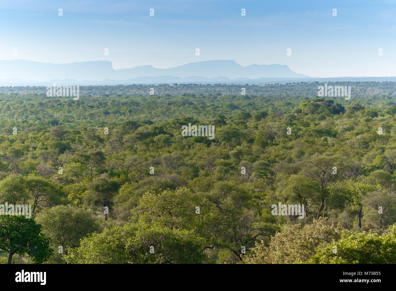 Kruger National Park, Mpumalanga, Südafrika Stockfoto