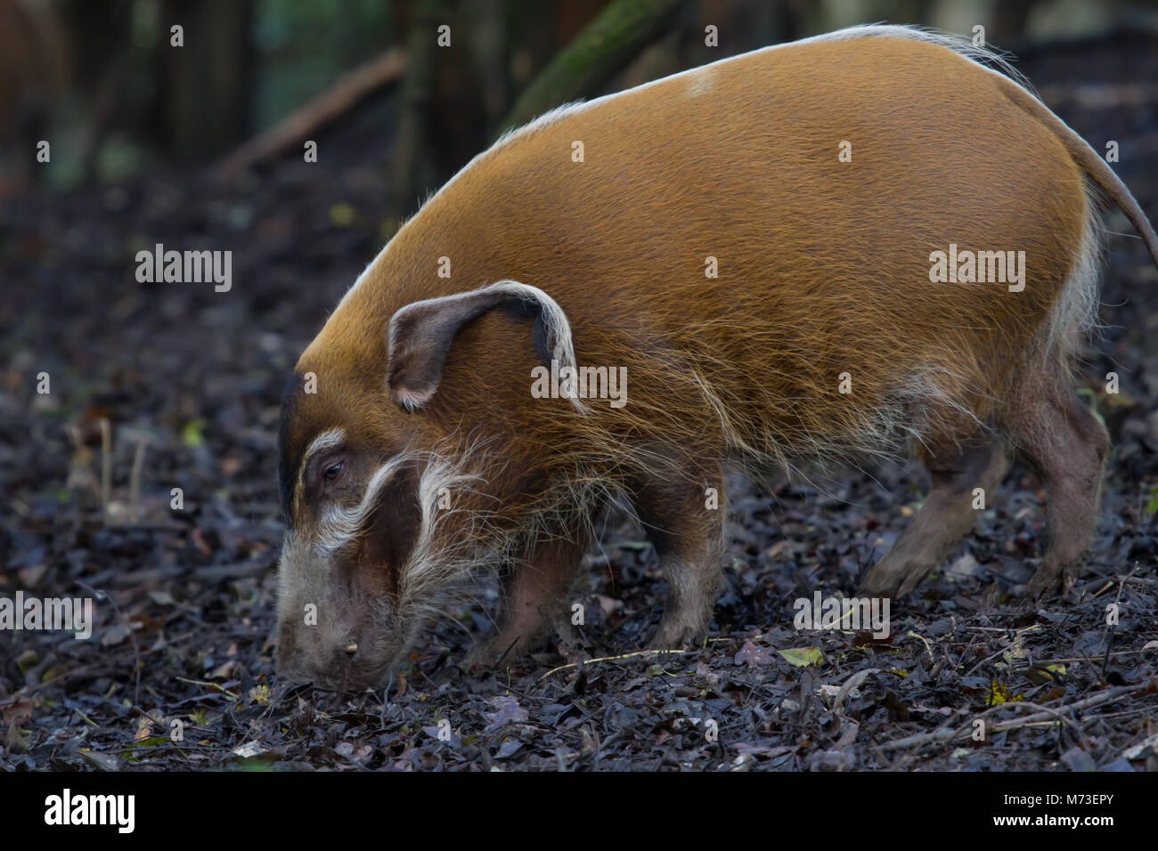 Foto des Red River Hog Fütterung aus dem Waldboden Stockfoto
