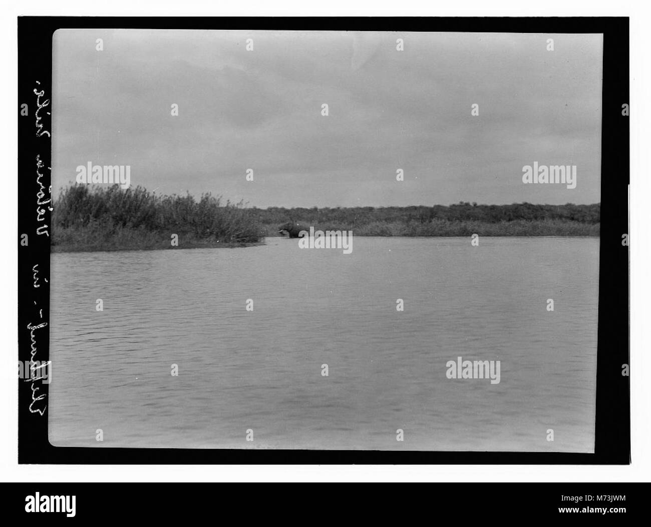 Ein Foto eines Elefanten im Victoria Nil, das die Tierwelt und die natürliche Schönheit der Region einfängt. Stockfoto