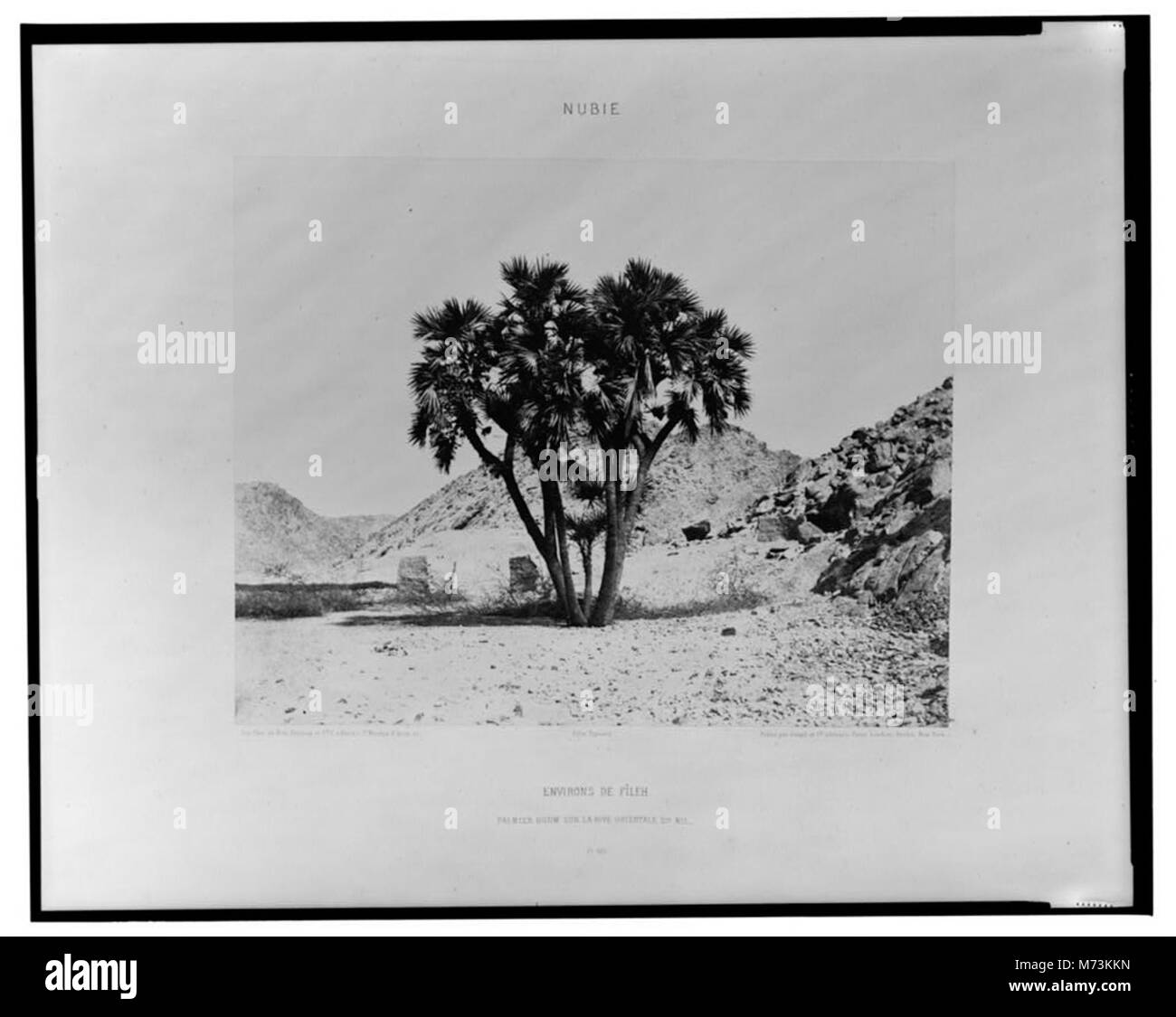 Ein Foto von Félix Teynard, das die Doum-Palme am östlichen Ufer des Nils in der Nähe von Faiyum, Ägypten, zeigt und die natürliche Schönheit und Landschaft der Region erfasst. Stockfoto