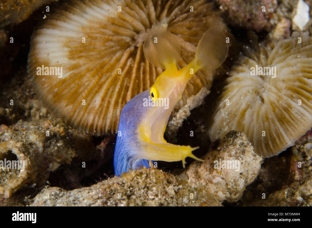 Blue Ribbon eel, Rhinomuraena quaesita, Muraenidae, Anilao, Filippine, Asien Stockfoto