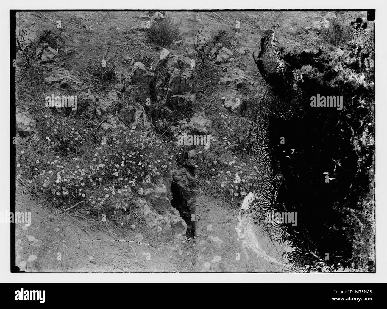 Ein Foto von verschiedenen Blumen, die ihre natürliche Schönheit und Vielfalt in einem botanischen Kontext zeigen, mit Schwerpunkt auf Farbe und Textur. Stockfoto