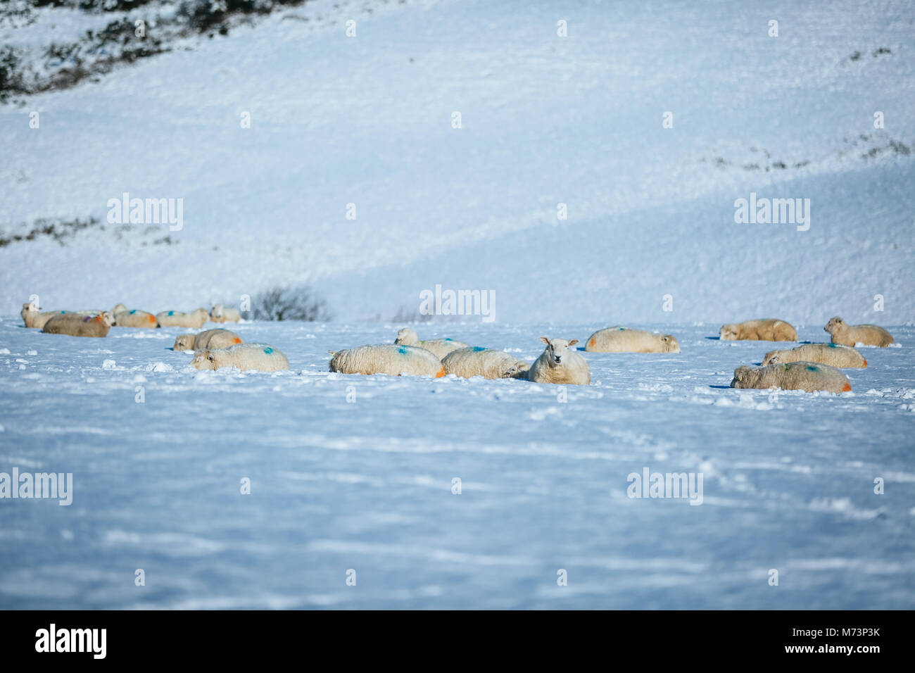 In Gwynedd Abersoch, North Wales, UK. 8. März, 2018. Ein unerwarteter sonnigen, verschneiten Szene in Abersoch, North Wales, UK heute morgen, Donnerstag, den 8. März 2018. Nach der beeinflusst von der Sturm Emma am Wochenende, wodurch schwere Schneeverwehungen im Bereich, einheimische wachte heute Morgen auf eine andere frische Winter, mit einer Decke des Schnees für den Bereich. Credit: Dafydd Owen/Alamy leben Nachrichten Stockfoto