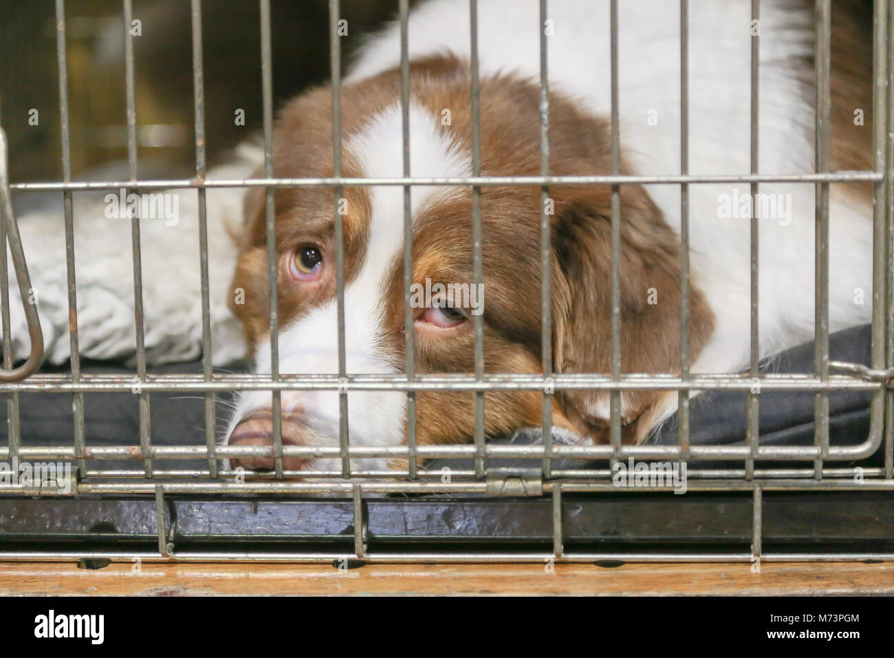 Birmingham, Großbritannien. 8 Mär, 2018. Am ersten Tag der Crufts, der größten und bekanntesten Hundeausstellung der Welt, einen Hund nimmt nap Warten auf das Ereignis stattfinden, im NEC, Birmingham. Credit: Peter Lopeman/Alamy leben Nachrichten Stockfoto