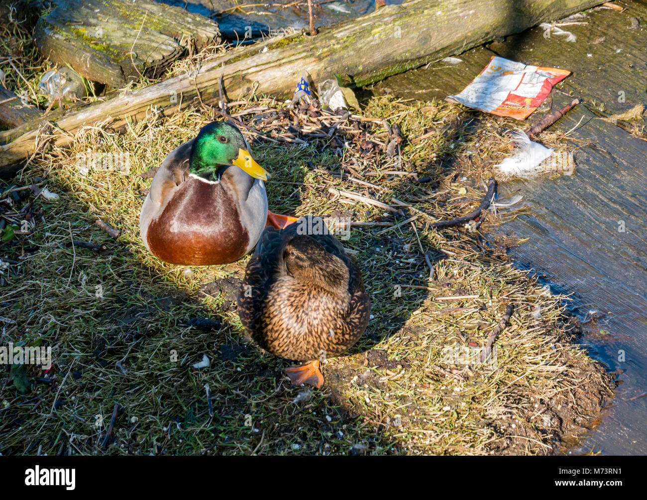 Leith Harbour, Leith, Edinburgh, Schottland, Großbritannien, 8th. März 2018. UK Wetter: Frühlingssonne mit einem nistenden Paar Stockenten, Anas platyrhynchos, am Hafenrand Stockfoto