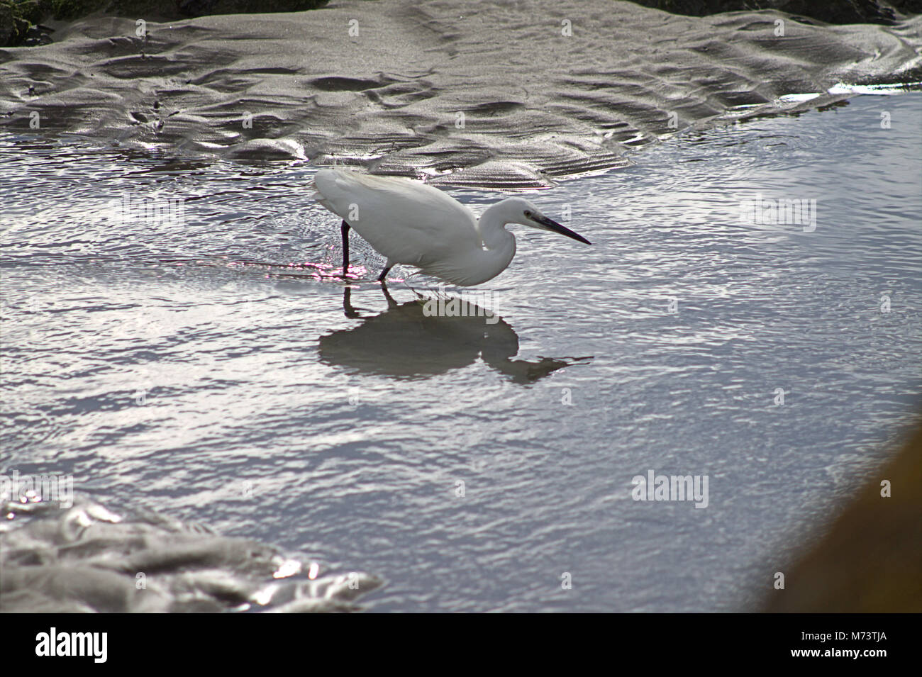 Die Warren, Rosscarbery, Cork, Irland. 8. März, 2018. Ein Seidenreiher (Egretta garzetta) genießen Sie am Morgen die Sonne, Angeln in den Untiefen des Warren, Rosscarbery. Credit: aphperspective/Alamy leben Nachrichten Stockfoto