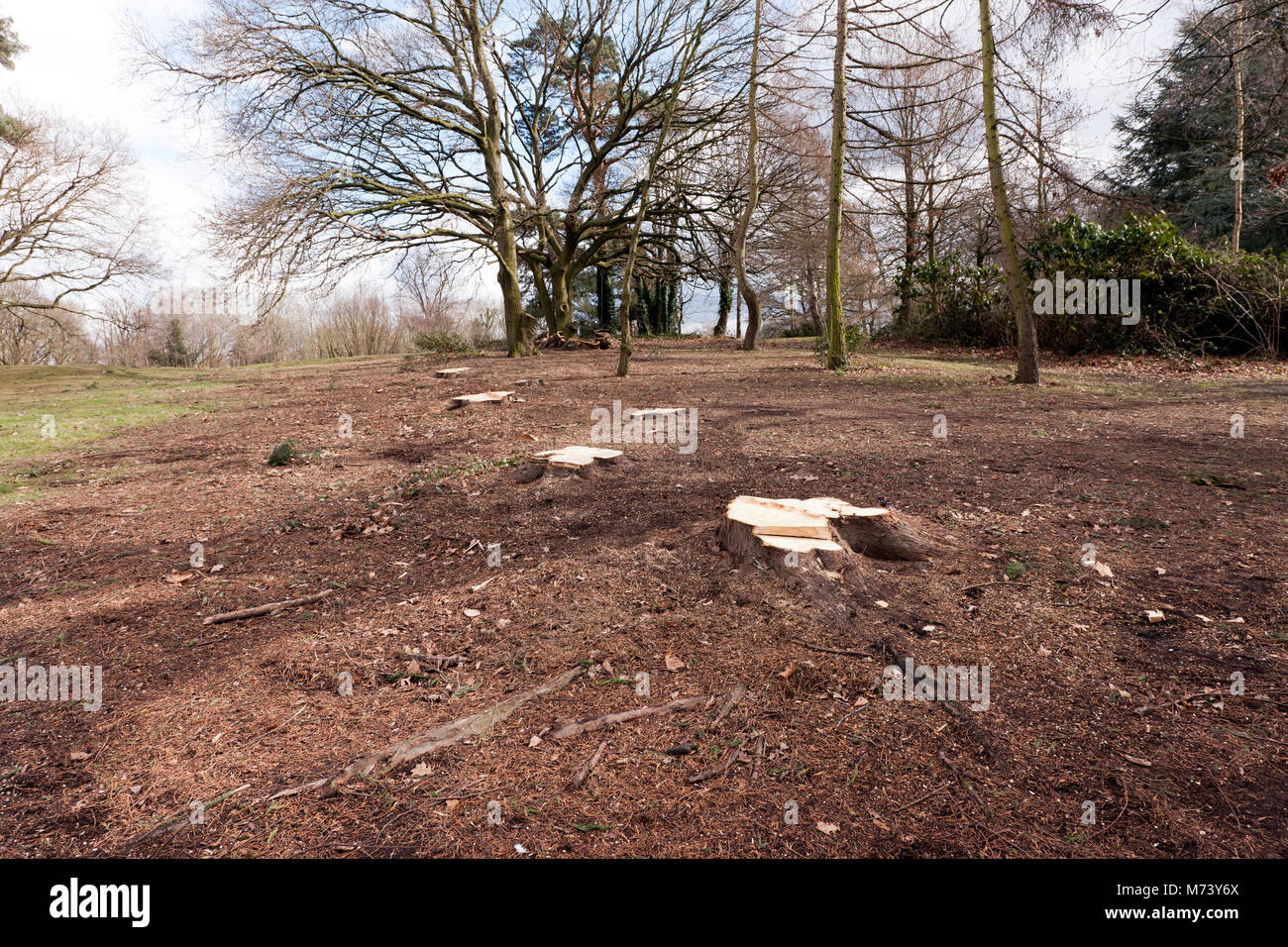 Eine ganze Stand von Bäumen aus Beckenham Place Park entfernt worden, so dass eine große Fläche, die mangelhaft ist in Anlage abdecken, die für Vögel und Wildtiere. Stockfoto
