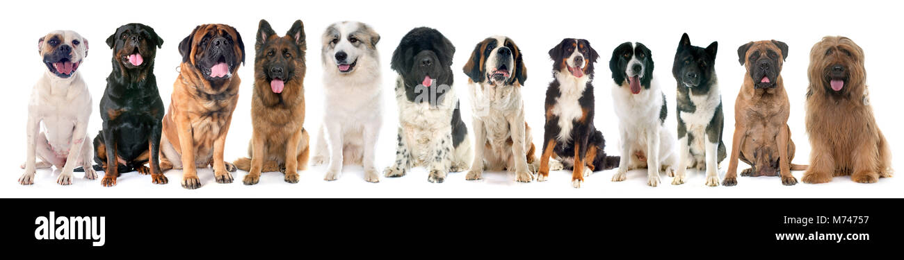 Gruppe der großen Hunde vor weißem Hintergrund Stockfoto