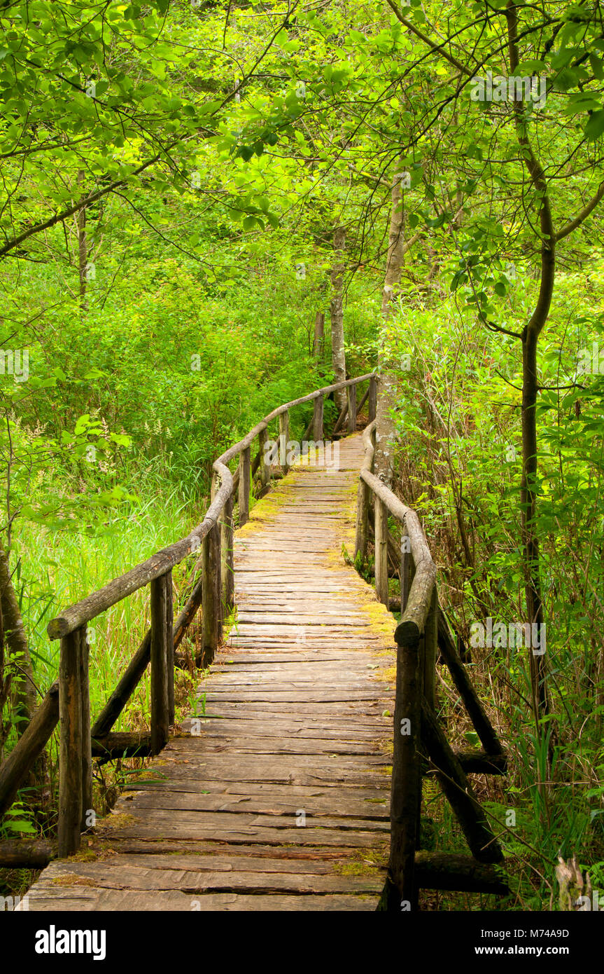 Boardwalk auf Beaver Pond Trail, Sasquatch Provincial Park, British Columbia, Kanada Stockfoto