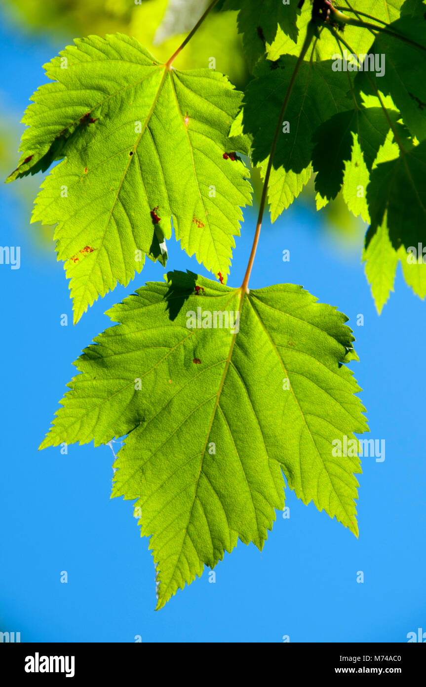 Rocky Mountain Maple Leaves, Hardy Falls Park, Peachland, British Columbia, Kanada Stockfoto