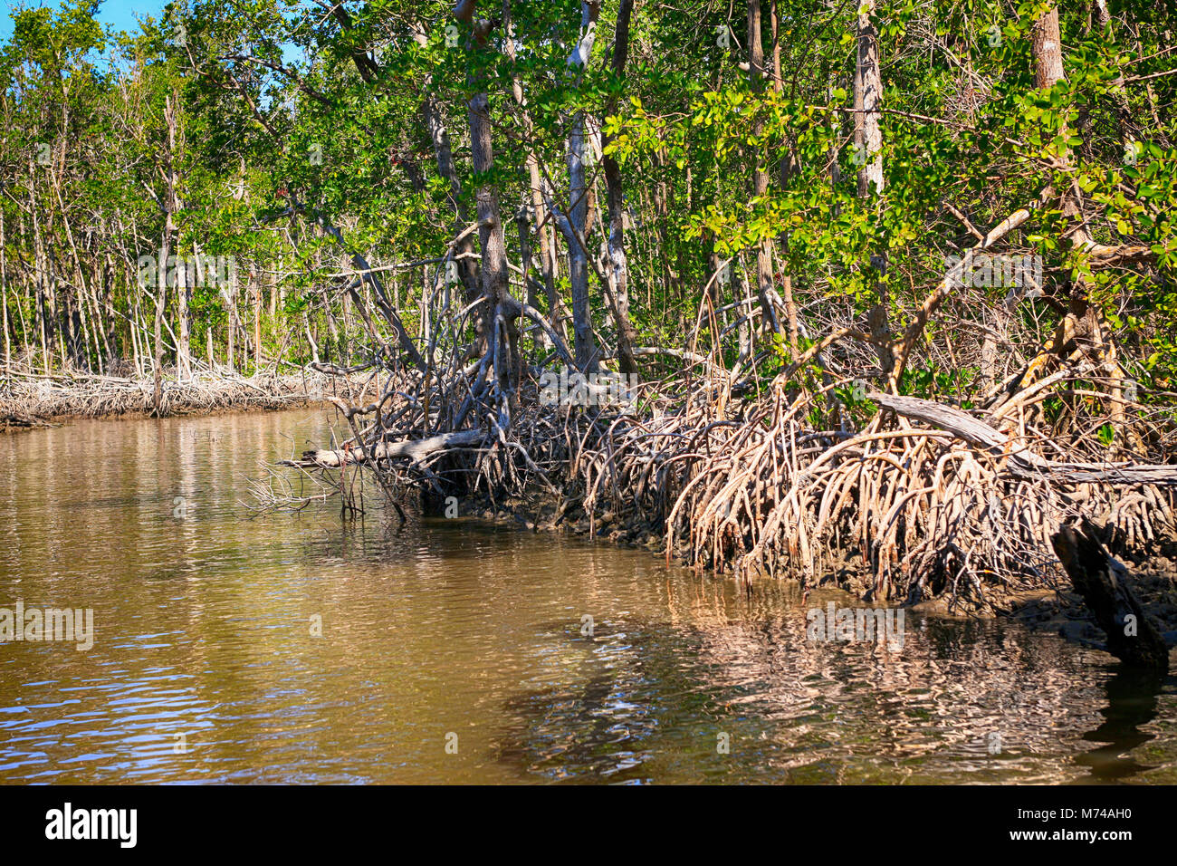 Mangrovensümpfe um Everglades City in South Florida USA Stockfoto