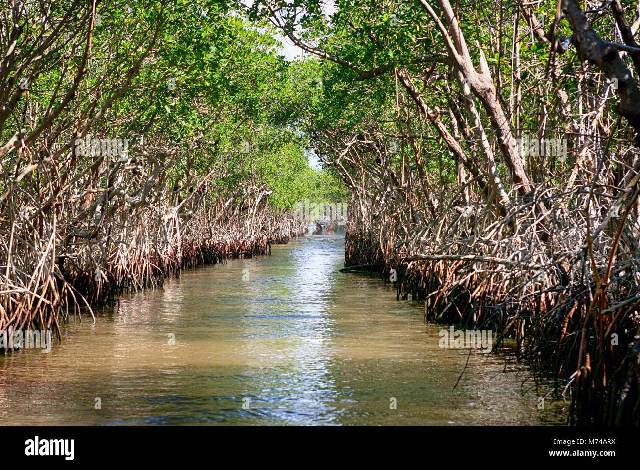Mangrovensümpfe um Everglades City in South Florida USA Stockfoto