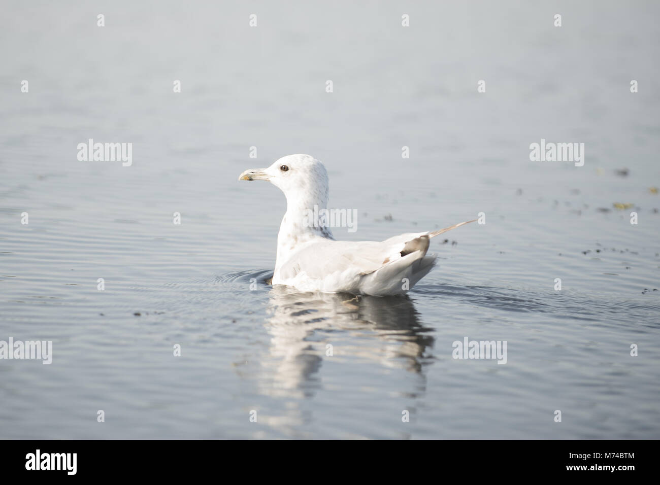 Möwe Stockfoto