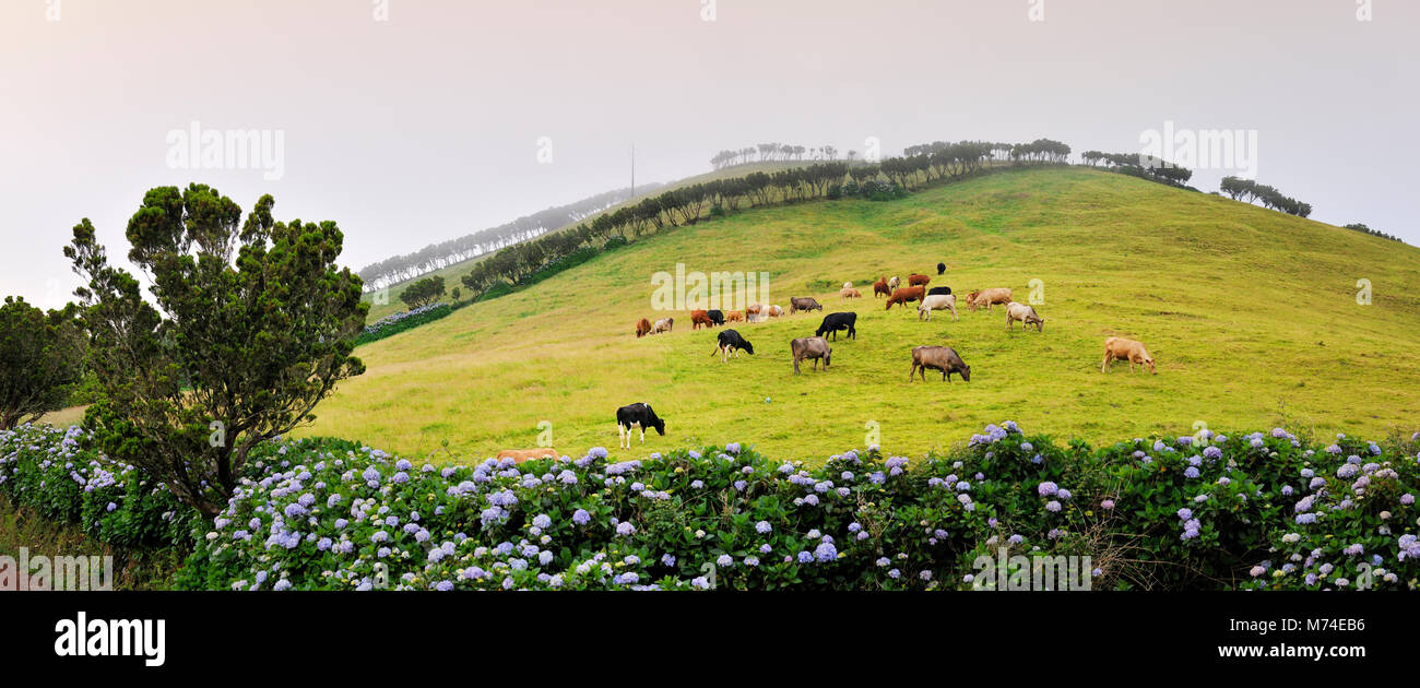 Urze azorica und Weiden in São Jorge. Azoren, Portugal Stockfoto