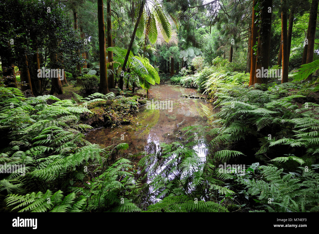 Sete Fontes Natur Park mit exotischen Bäumen. São Jorge, Azoren, Portugal Stockfoto