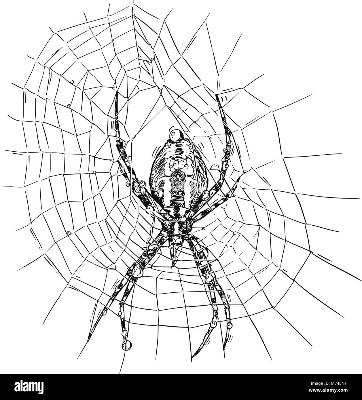 Vektor Hand Zeichnung von Wasp Spider auf Net Stock Vektor