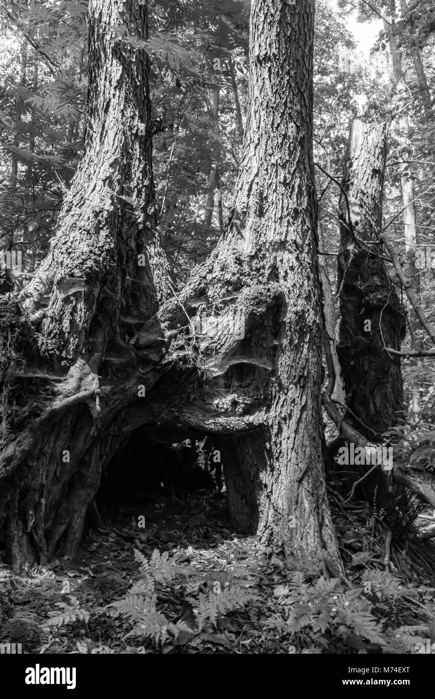 Offener Mund eines alten Baumes in Schwarz und Weiß Stockfoto