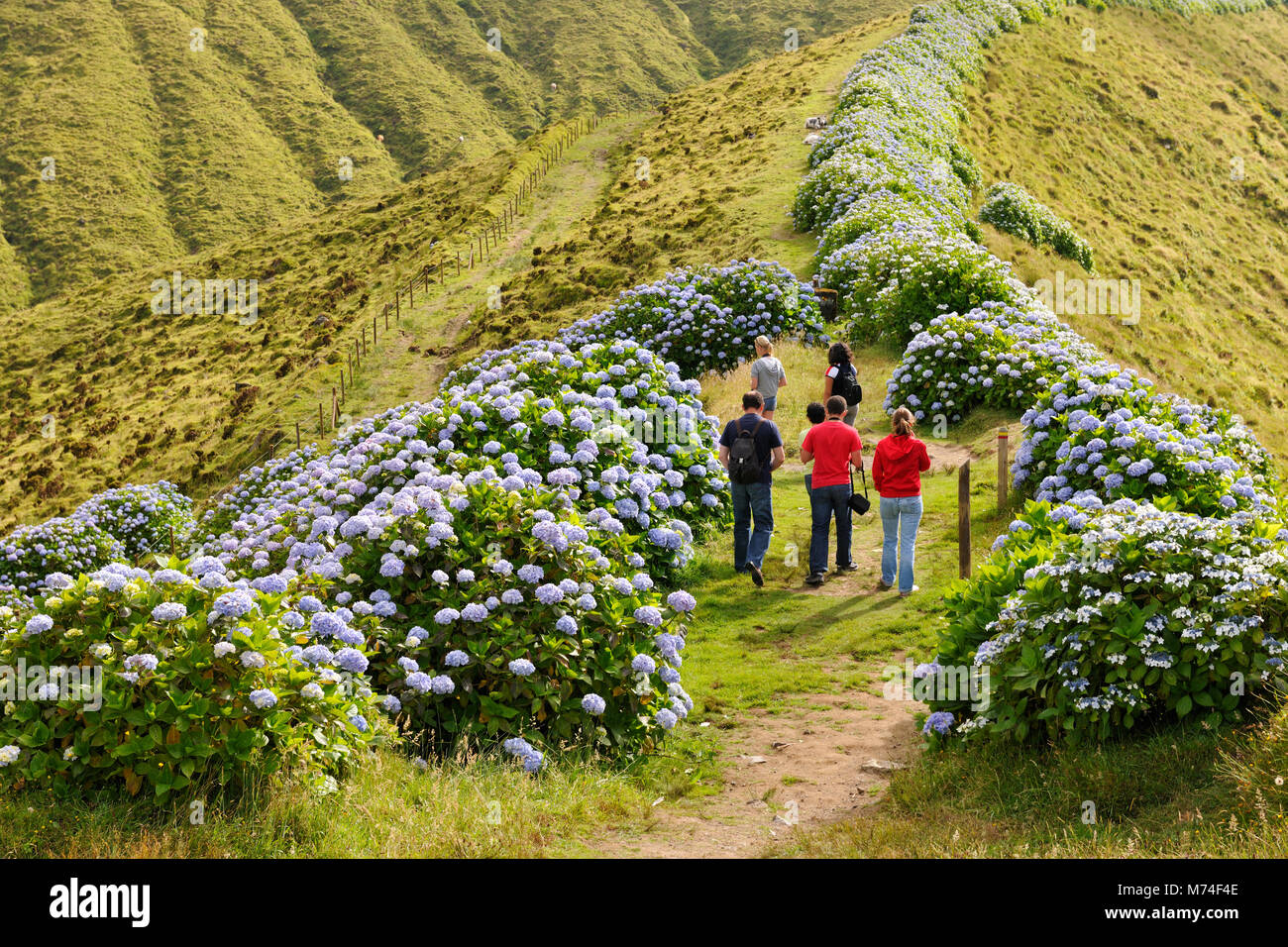 Wanderwege in Faial, Azoren, Portugal Stockfoto