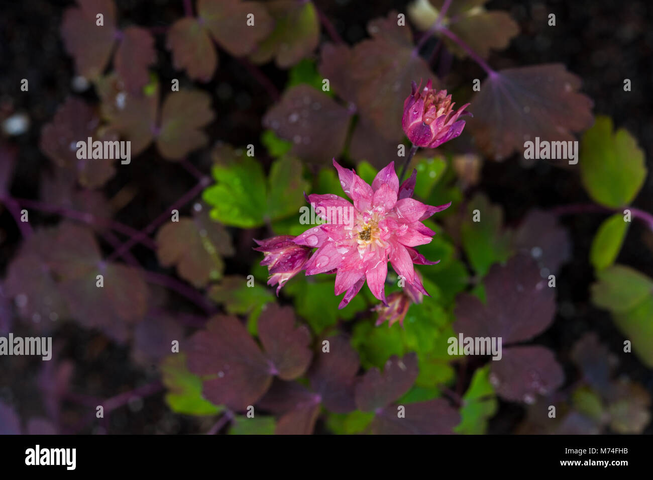 Rosa Columbine oder akelei Blume, Columbine ancolie Stockfoto