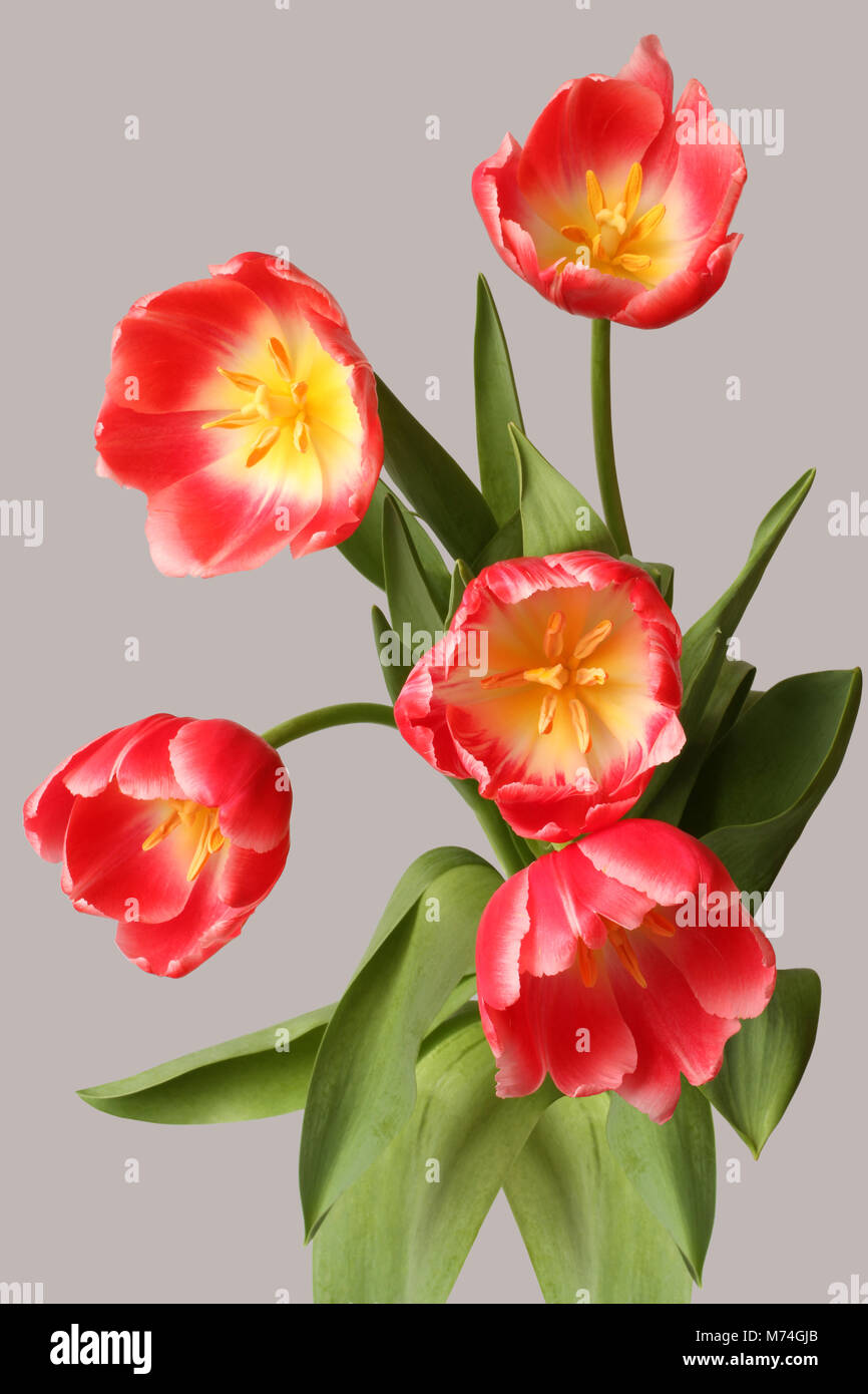 Blumenstrauß aus fünf Rote Tulpe Blumen auf hellgrauem Hintergrund isoliert Stockfoto