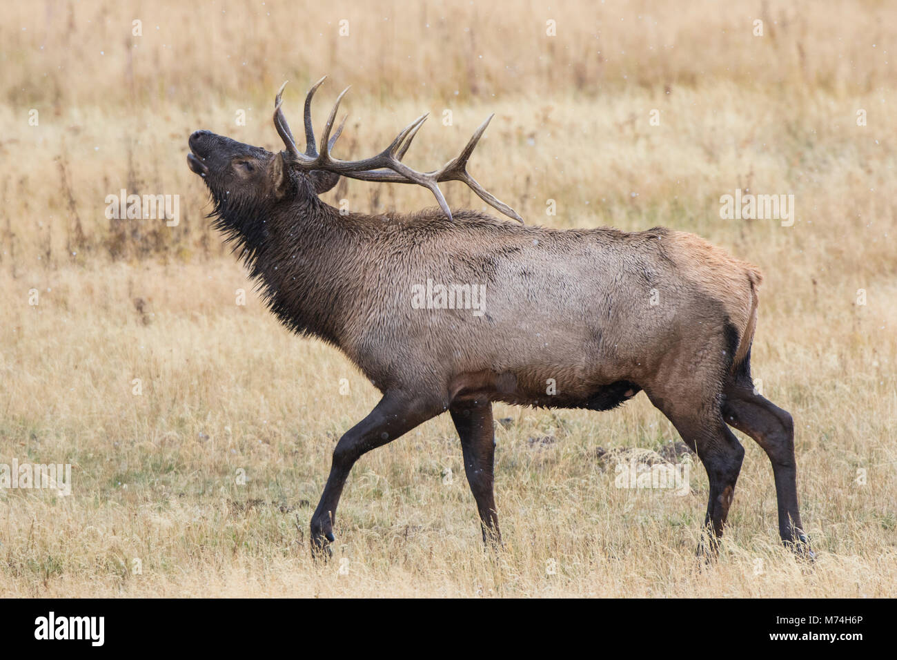 01980-02818 028.18 Wapiti (Cervus elaphaus) Stier männlich bugling, Yellowstone National Park, WY Stockfoto
