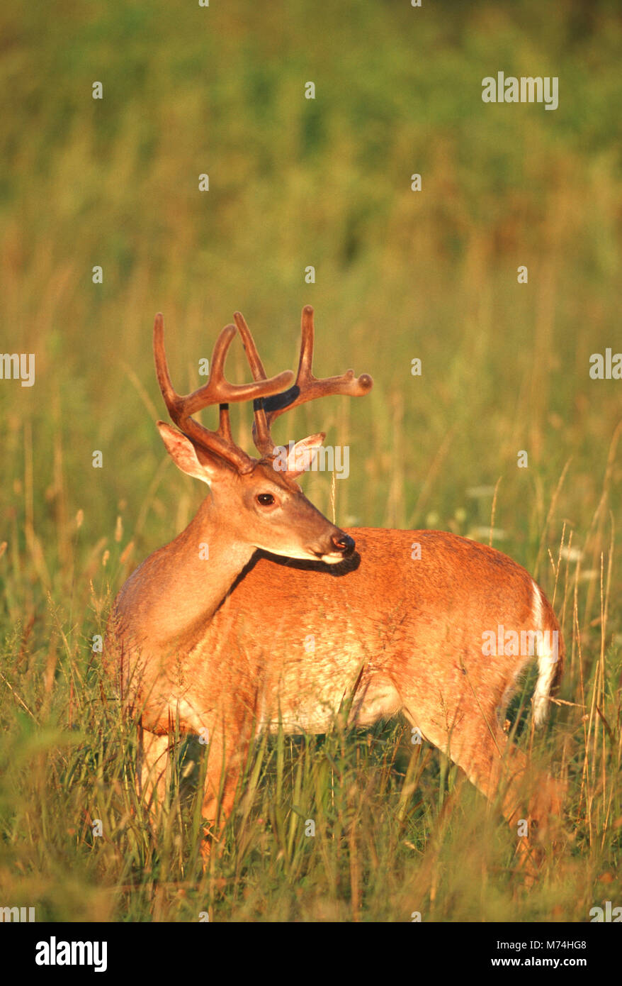 01982-02719 Weißwedelhirsche (Odocoileus virginianus) 8-Punkt buck in Samt, TN Stockfoto