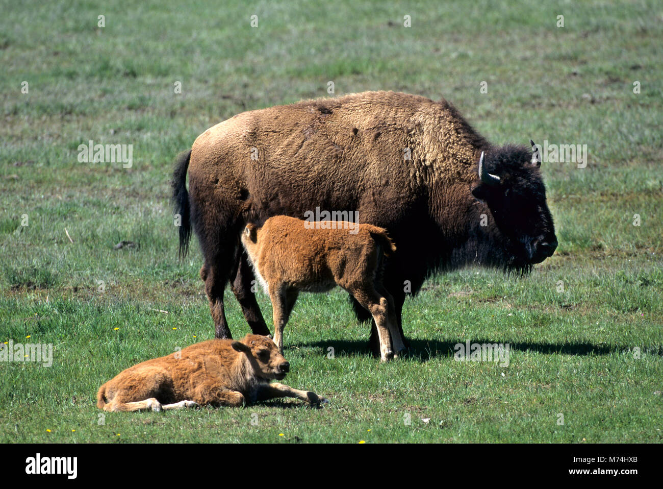01985-018.18 Bison (Bison bison) Erwachsene mit Kälbern Yellowstone NP WY Stockfoto