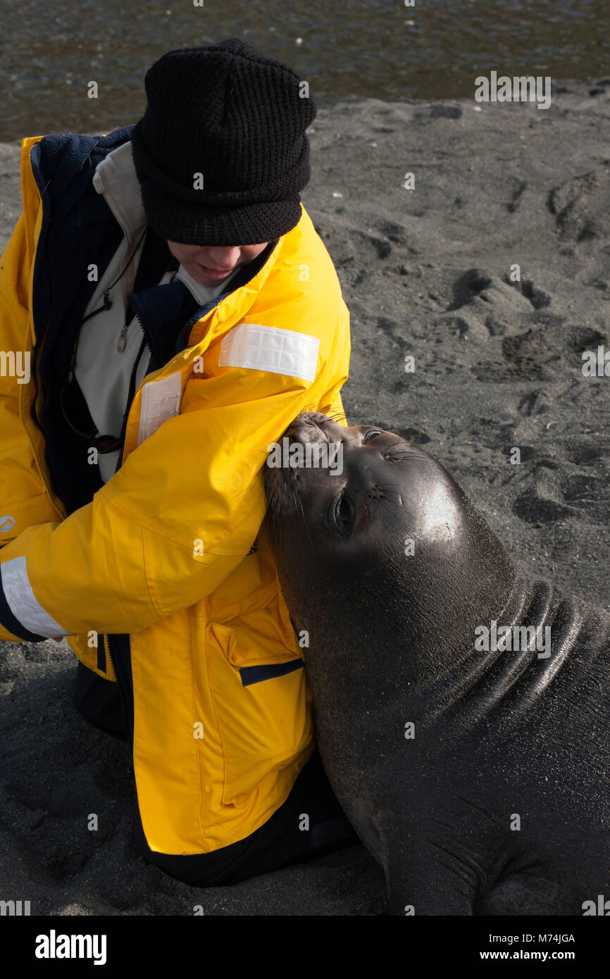 Close up Nett freundlich Jugendkriminalität weiblichen See-elefant Mirounga leonina Leonina berühren Eco tourist Mit Schnauze für Aufmerksamkeit Gold Harbour South Georgia suchen Stockfoto