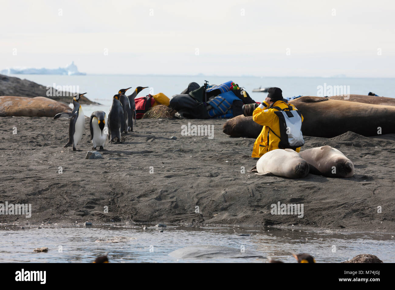 Eco-Tourist Naturfotograf mit Kamera funktioniert kniet am Strand von Neugierigen einheimischen Wildtieren umgeben, König, Pinguine, Seeelefanten schlafen Stockfoto