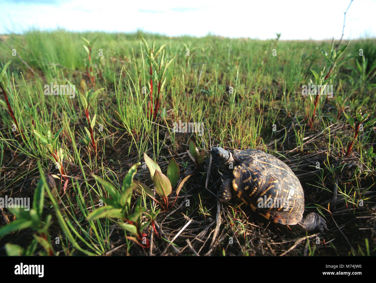 02539-001.16 verzierten Box Turtle (Terrapene ornata) Prairie Ridge State Natural Area, Marion Co.IL Stockfoto