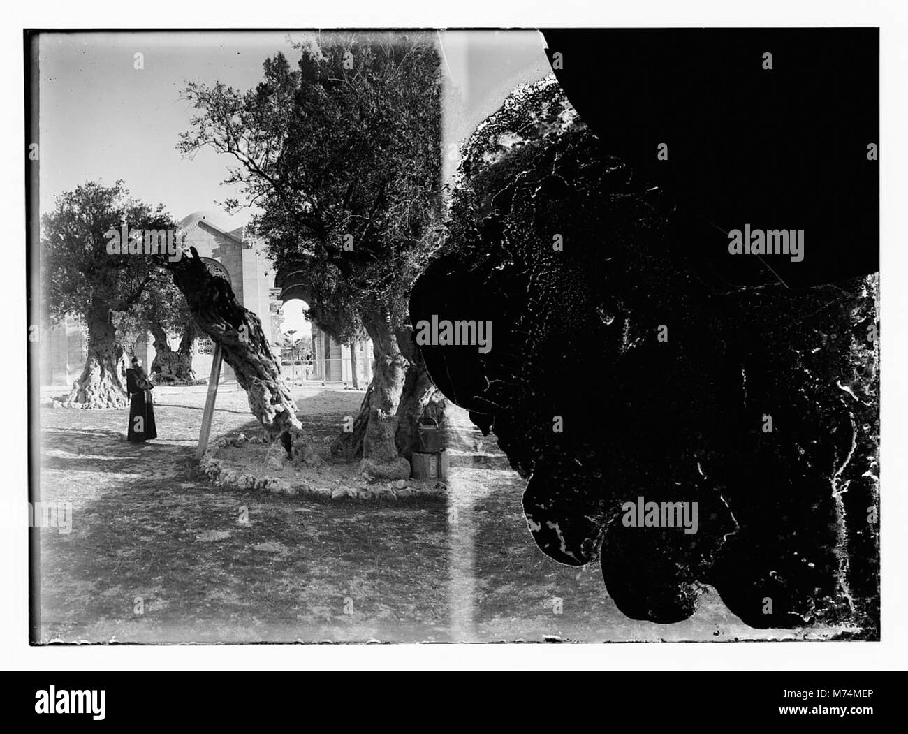 Blick auf den Garten Getsemane in Jerusalem, eine bedeutende religiöse Stätte. Bekannt für seine Verbindung mit der Passion Christi, ist dieser Garten ein Ort von historischer und spiritueller Bedeutung. Stockfoto