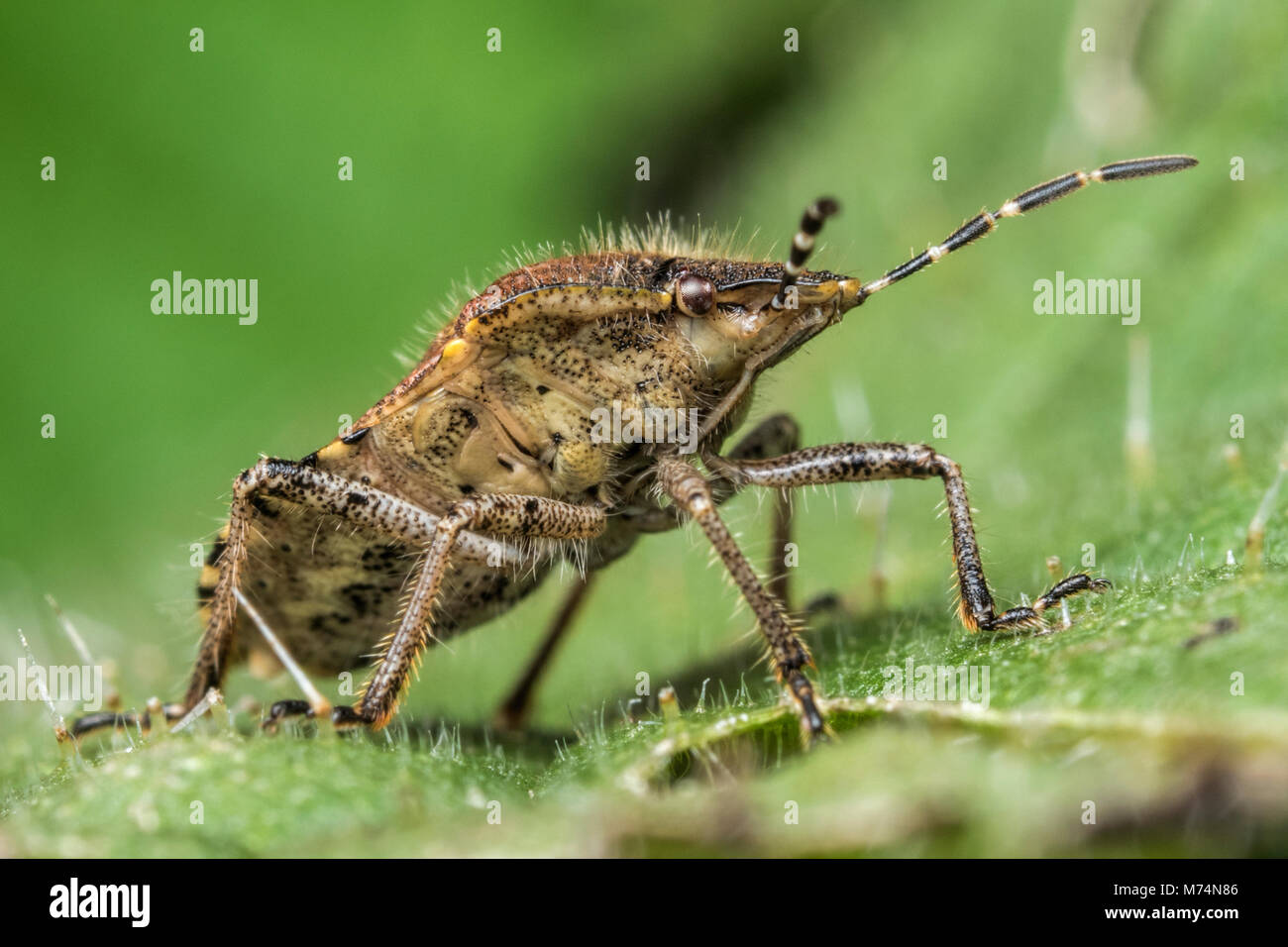 Behaart (Dolycoris baccarum Shieldbug) sitzen auf Pflanze Blätter mit der Unterseite des Körpers. Tipperary, Irland Stockfoto