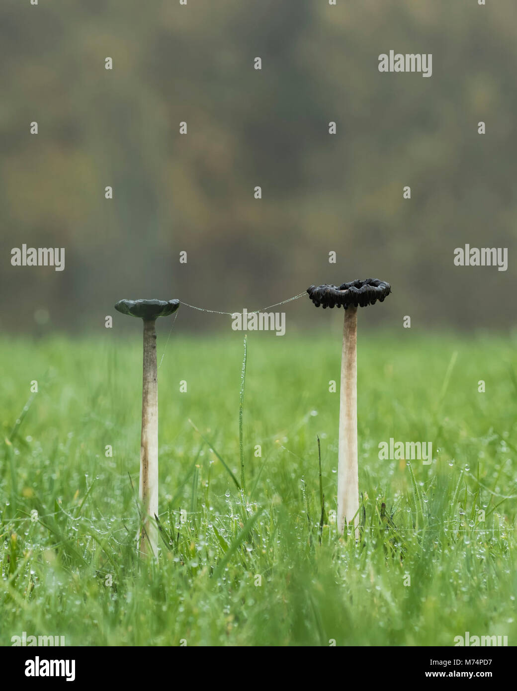 Zwei Shaggy Inkcap Pilze (Coprinus comatus) wachsen in Feld und fast aufgelöst. Tipperary, Irland Stockfoto
