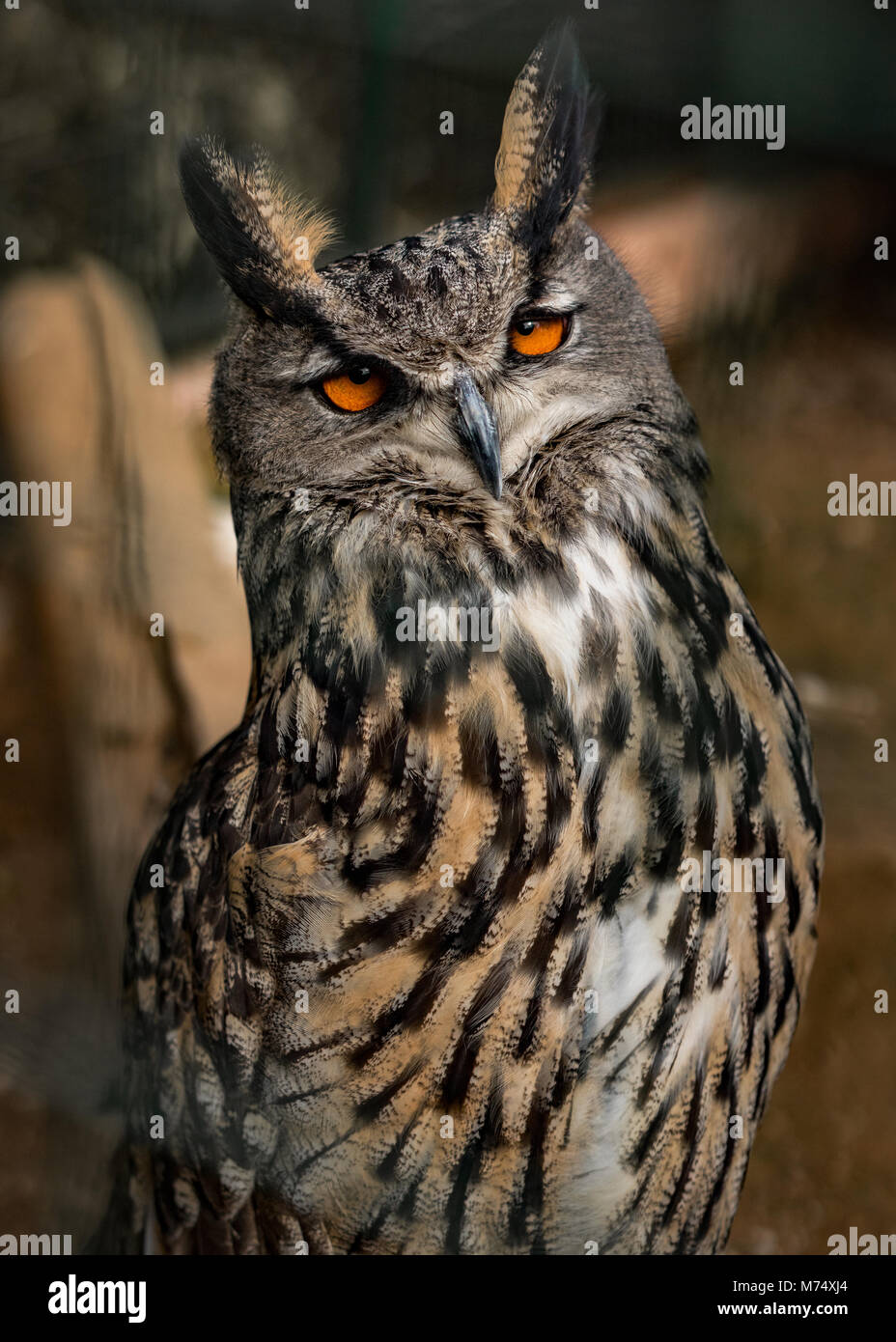Porträt einer verschlafenen Großen Eigenen mit wunderschönen orange Augen, Nahaufnahme Stockfoto