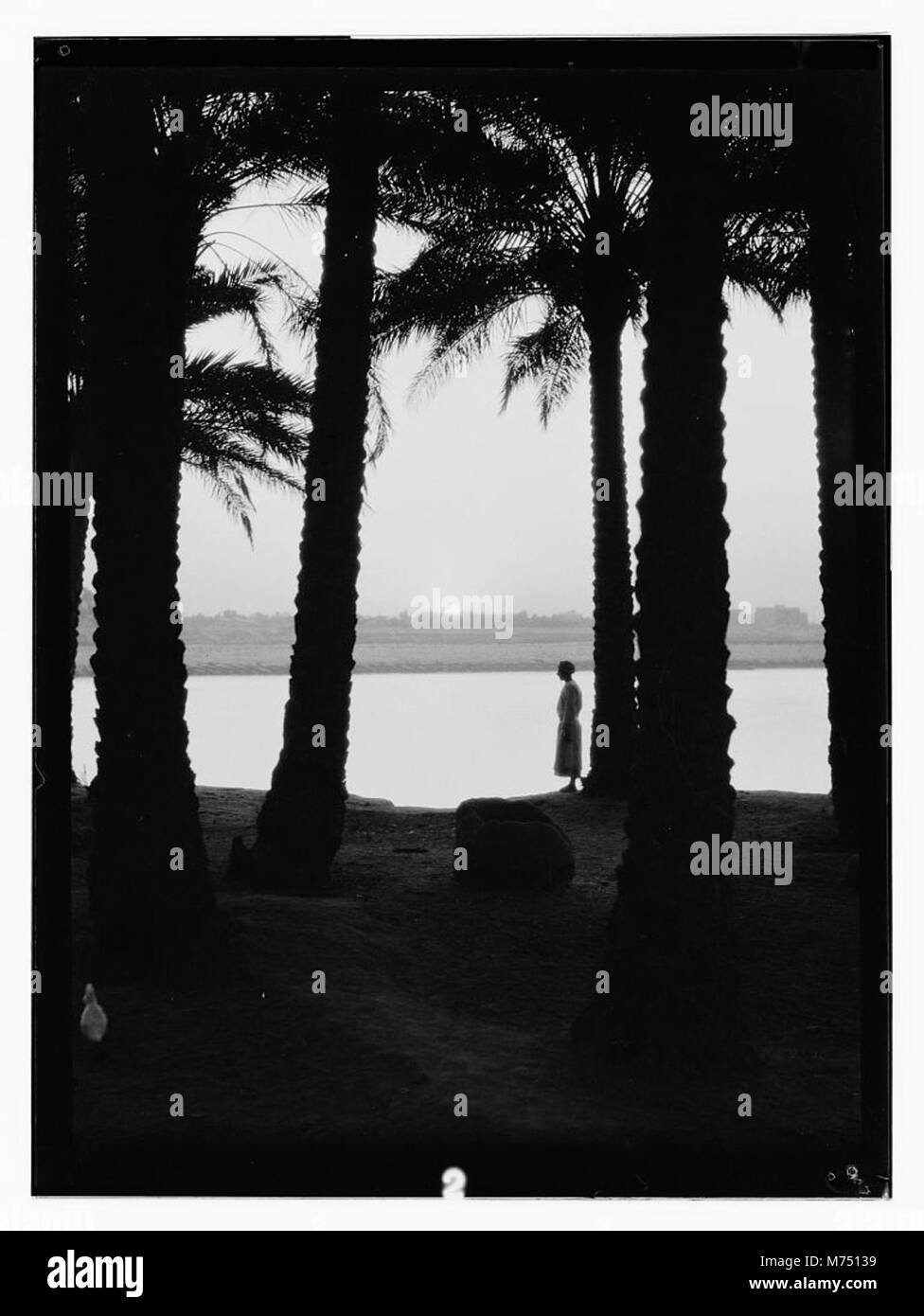 Ein ruhiger Blick auf den Euphratfluss bei Hilla, Irak, während des Sonnenaufgangs. Das Bild zeigt den Fluss mit einem Palmenhain, der die Szene umrahmt. Stockfoto