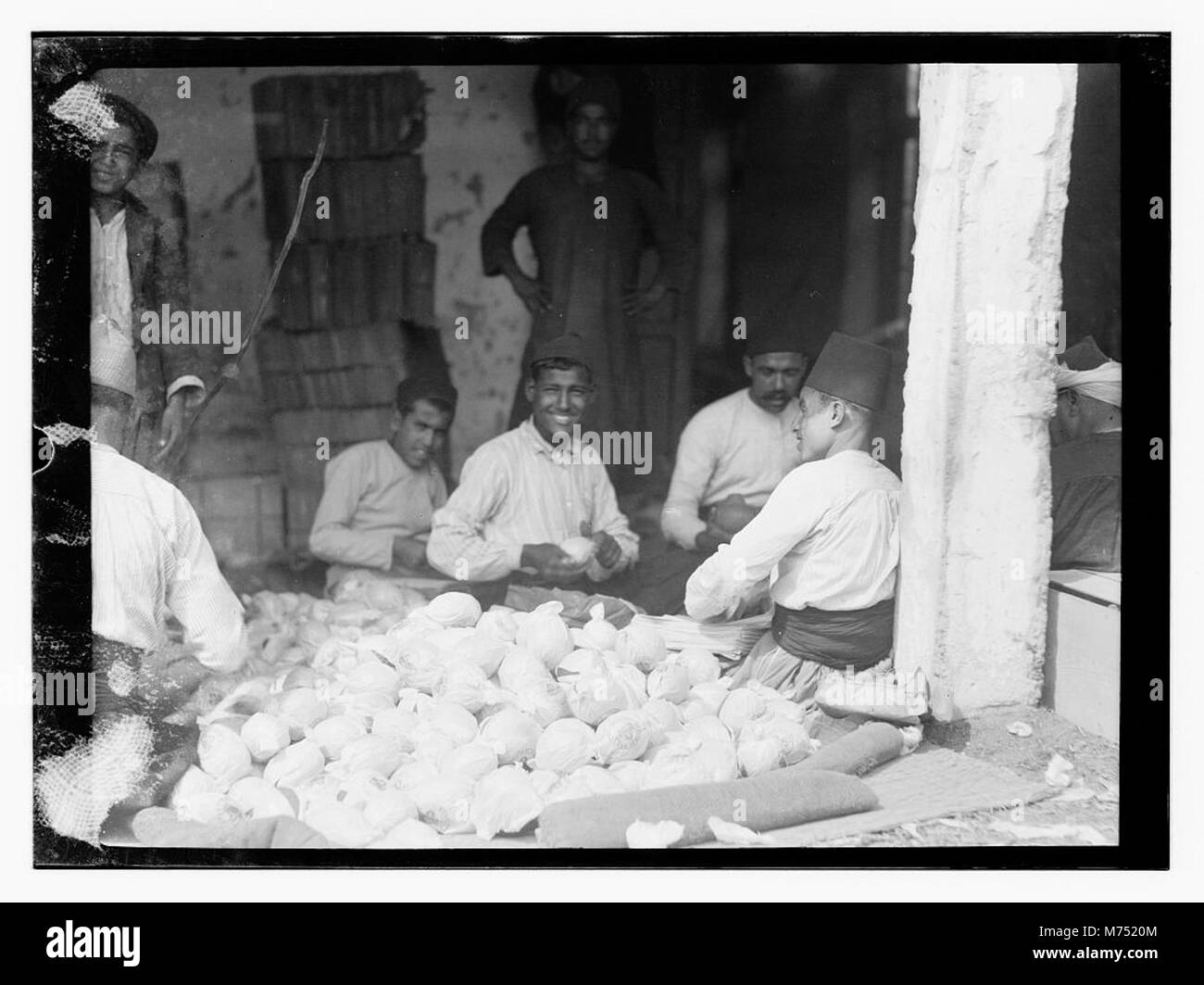 Das Bild zeigt den Anbau von Jaffa-Orangen, bekannt für ihre Süße und Qualität. Die Region Jaffa, bekannt für ihre Orangenhaine, hat eine lange Geschichte der Zitrusproduktion, die für die lokale Wirtschaft von entscheidender Bedeutung ist. Stockfoto