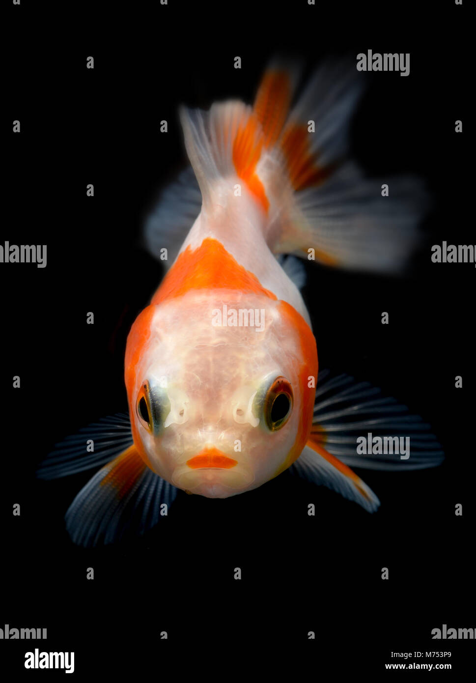 Junge goldener Fisch im Aquarium mit schwarzem Hintergrund und Flash Studio Beleuchtung. Stockfoto