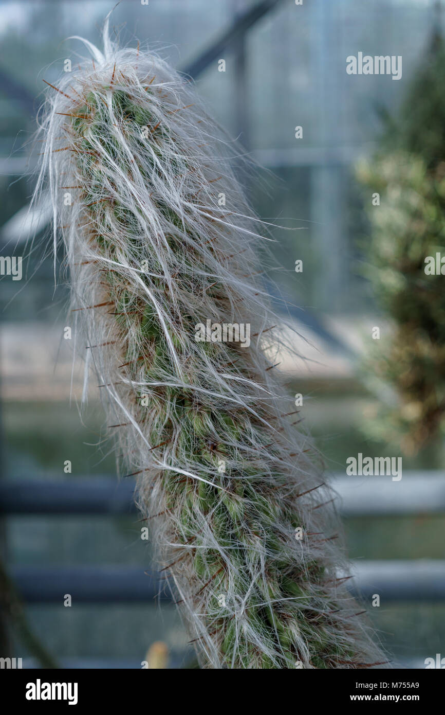 Cactus Cephalocereus senilis Nahaufnahme Stockfotografie Alamy