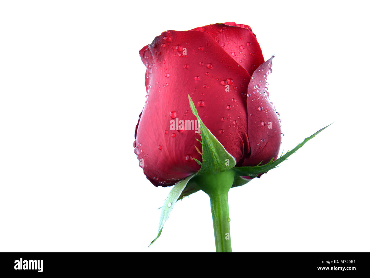 Valentine single schöne frische Rose in weißen Raum Stockfoto