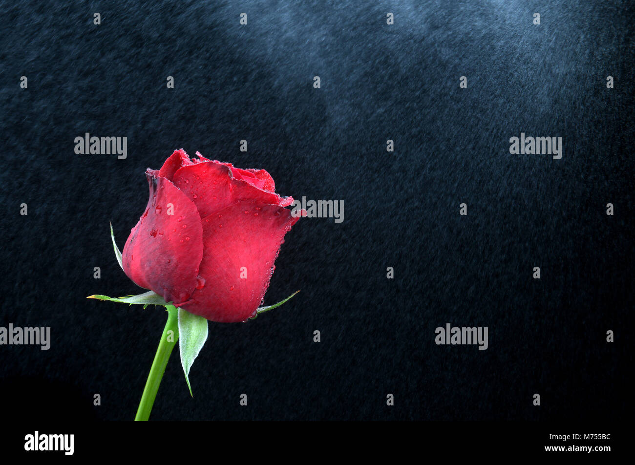 Valentine red rose in frischem Wasser Sprühnebel Stockfoto